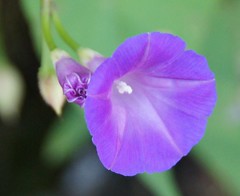 Purple Trumpet Flower