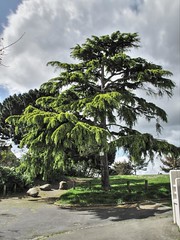 Tertre Aubé Tree (1)