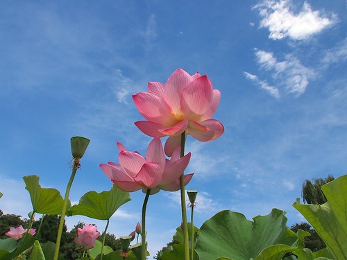 sky plant flower clouds leaf lotus bluesky clearsky 蓮 aquaticplant 大賀蓮 ハス seedcup micro43 microfourthirds mzuikodigital14150mmf4056 olympuspenep3 lowercameraangle