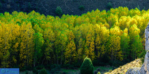 verde hoja amarillo campo otoño arboleda