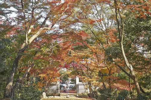 【写真】2013 紅葉 : 浄住寺/2020-11-15/IMGP4063