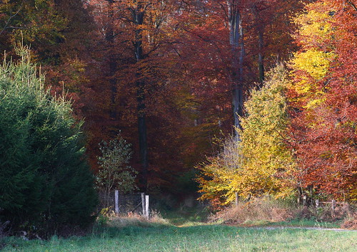 autumn trees tree fall nature colors pine automne canon fence landscape couleurs arbres paysage paysages barriere sapin sylvain barrière nawrocki 450d sylvainn sylvainna
