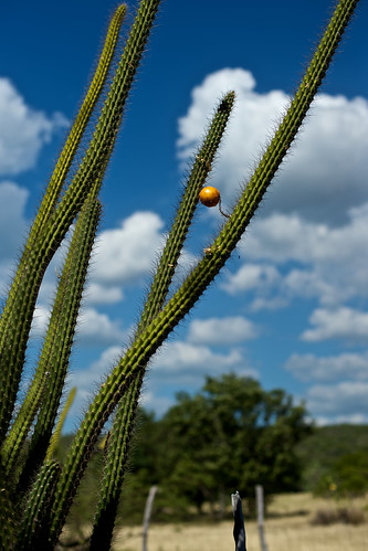 cactus sky clouds jamaica treasurebeach afnikkor50mmf14d