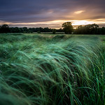 Grass-Sunset