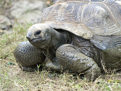 Memphis Zoo 08-31-2016 - Aldabra Giant Tortoise 4