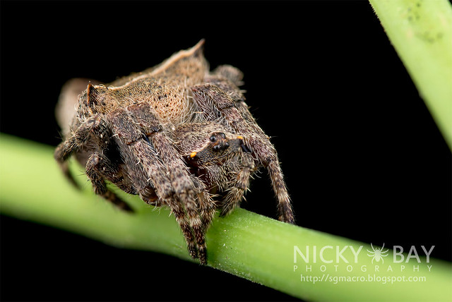Garden Spider (Parawixia sp.) - DSC_9705