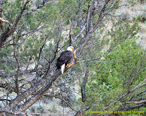 summer southwest bird nature forest nikon montana eagle wildlife bald sigma national raptor dillon prey beaverhead