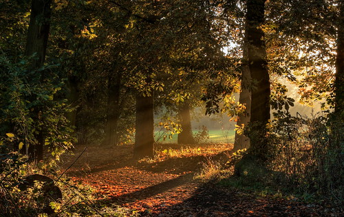 autumn trees cottingham
