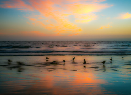 sunset birds pier santamonica