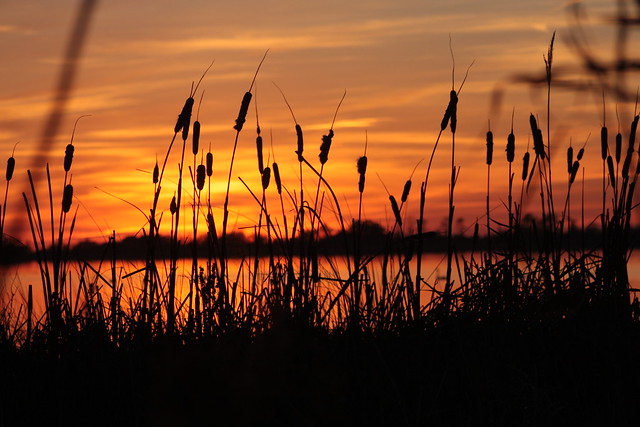 The colors peek out from the cattails over Back Bay at False Cape State Park, Virginia