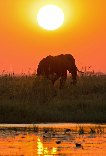 sunset botswana africanelephant chobenp