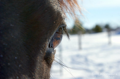 horses snow eye north carolina ryland