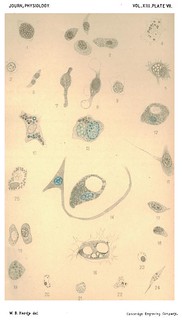 Plate VII, Journal of Physiology 13 (1-2) (1892). Figs 1-24 from W.B. Hardy, 'The Blood-corpuscles of the Crustacea'.