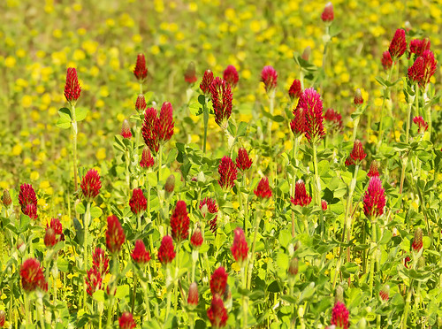 red plants ga georgia flickr unitedstates butler rosidae fabales clovertrifolium peafabaceae spring13dau vaintroduced