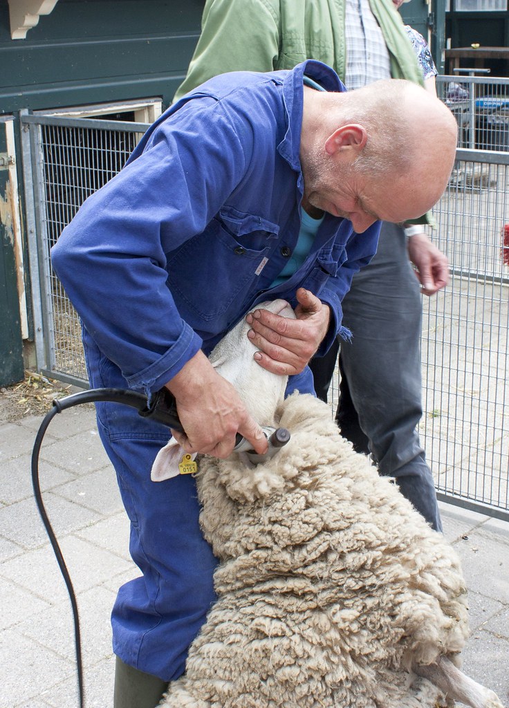 Sheep shearing (7)