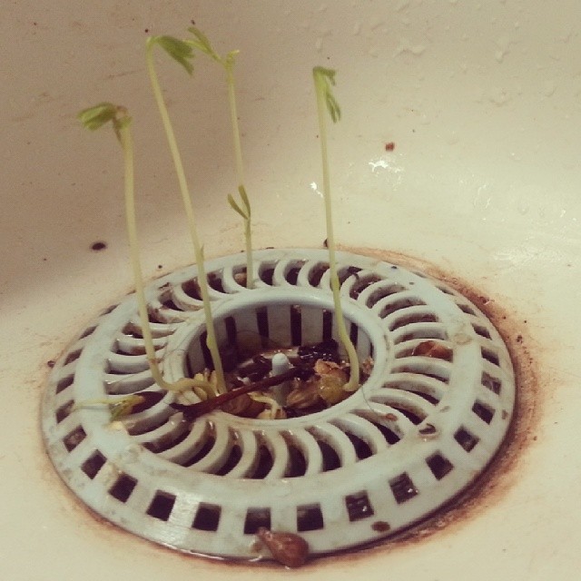 I'm sorry if this is by far more disgusting than it is beautiful, but I just found some unexpected lentil sprouts in my neglected kitchen sink. Here's one hoping for a banana tree next time.
