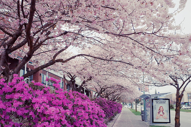 Cherry Blossoms in Vancouver