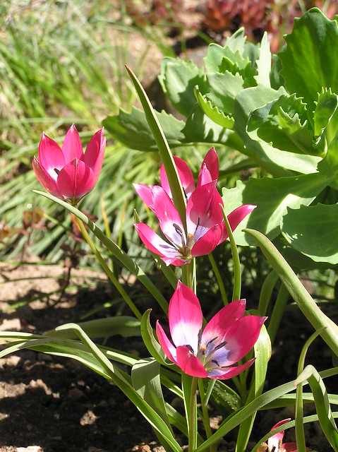 Tulipa 'Little Beautiy'