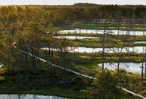 reflection travelling nature water forest sunrise estonia shadows outdoor bog lightstreaks viruraba matkamine virubog