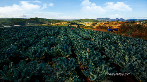 fieldofbroccoli phạmvănhương nhiếpảnhphạmvănhương khoảnhcủaphạmvănhương 0908915090 broccoli pvhuongphotography bôngcảixanh thuhoạchsúplơ