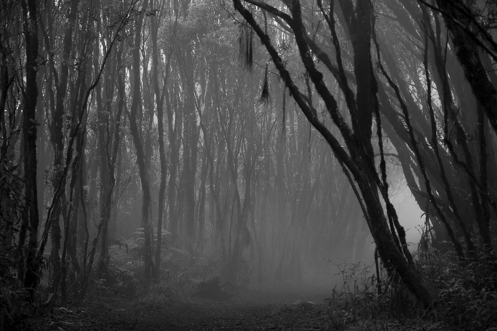 Alakai swamp trail (xpost /r/foggypics) : r/creepy