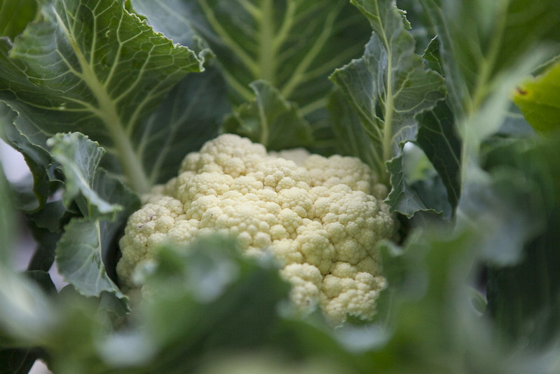 Cauliflower HarvestIMG_2972
