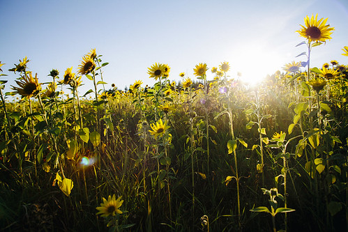 sunset sun finland glare august clearsky parikkala sunflowerfield canonef2035mmf28l vscokodakportra800hc