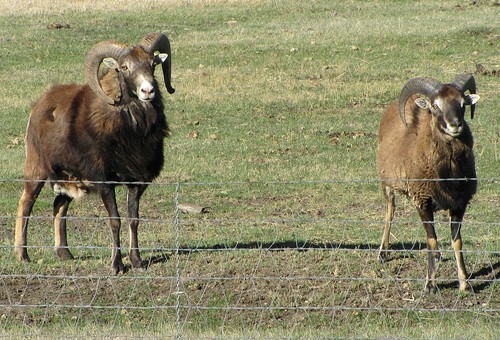 rural colorado sheep domesticanimals unidentified parlin