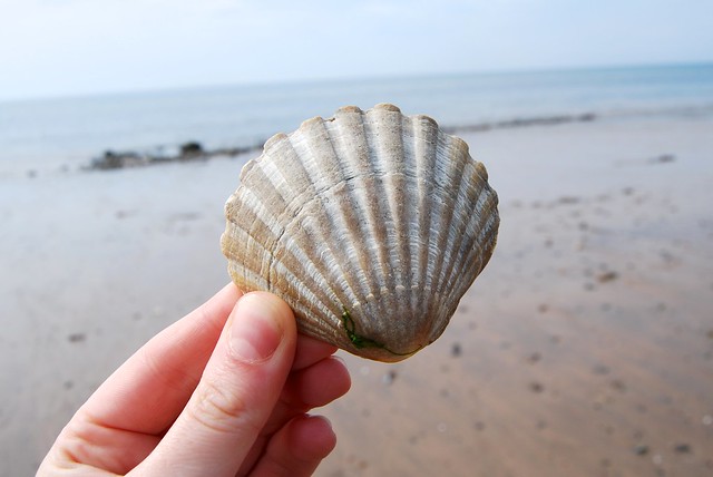 Seashells on Ballaugh Beach