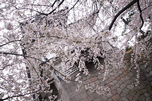Sakura at Kanazawa Castle