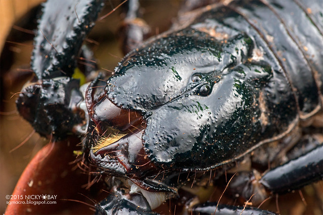 Giant black forest scorpion (Heterometrus sp.) - DSC_5291