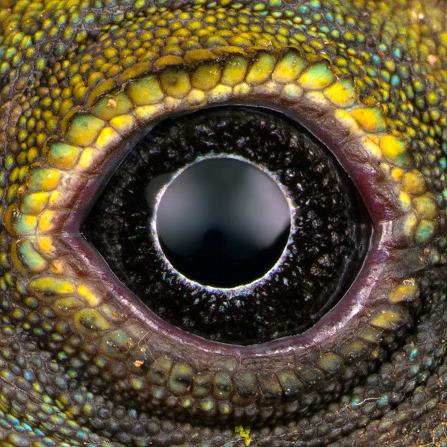 Great anglehead lizard (Gonocephalus grandis) - DSC_5743_eye