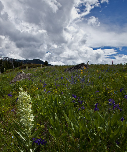 mountains flower clouds montana hike wildflowers crazymountains