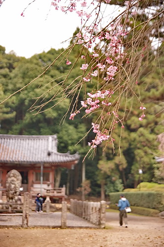 【写真】2013 桜 : 醍醐寺/2021-10-20/IMGP9088