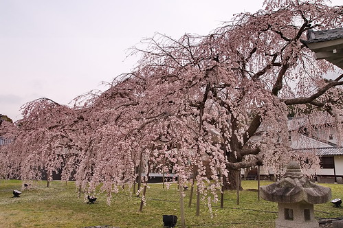 【写真】2013 桜 : 醍醐寺/2021-10-20/IMGP9036