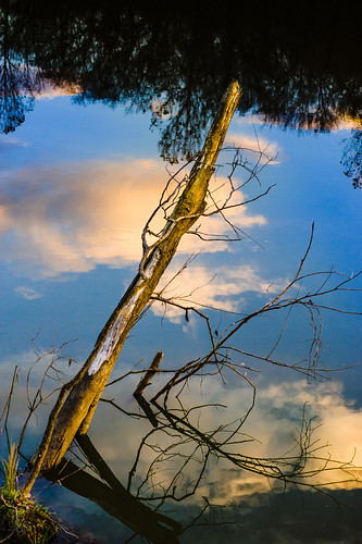 sky reflection mississippi reflecting log unitedstates jackson goldenhour snag overhang pearlriver lefleursbluffstatepark