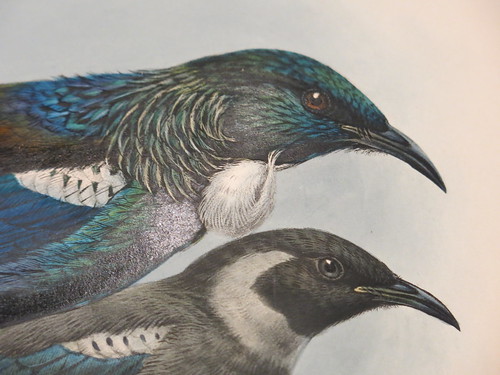A History of the Birds of New Zealand (1873) by Walter Buller