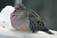 mourning dove 075