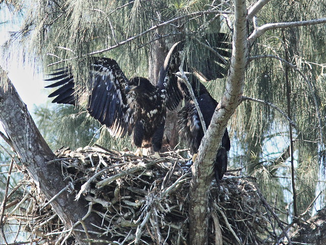 Bald Eaglet Honor flapping 20140401