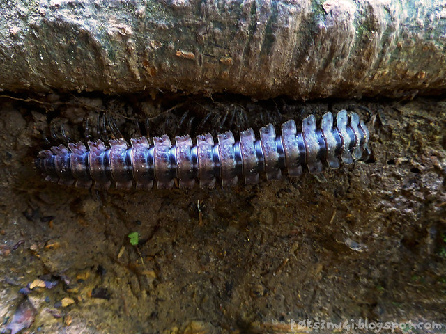 Waterfall Polydesmid Millipede