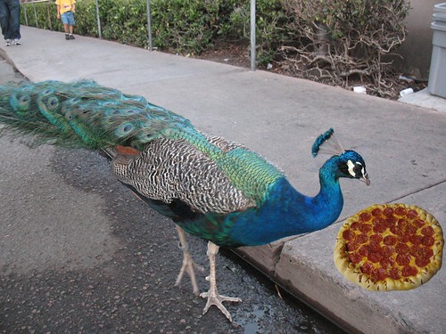 Peacock Eating Pizza