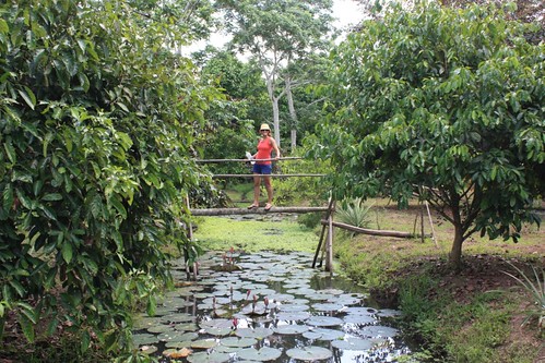 a single log bridge over a lily pond