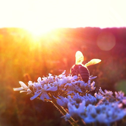sunset mobile square bee squareformat mariko iphone mobilephotography iphone4 iphonephotography iphoneography uploaded:by=flickrmobile flickriosapp:filter=nofilter