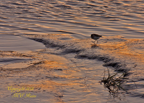 sunset nature water animal silhouette creek twilight wildlife meadowlands shorebird “golden marsh” “magic flats” “mill nj” hour” “mud “secaucus