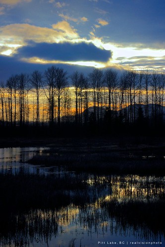 sunset lake tree bc dusk pitt nex