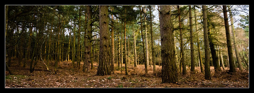 wood trees light sunset shadow panorama sun tree leaves forest golden woods shadows hour trunk trunks sel1855 nex5n