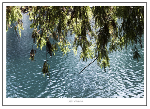 naturaleza verde hojas agua arboles mendoza laguna ramas orizaba ciudadmendoza arbolsobreagua