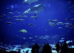 A day at the aquarium