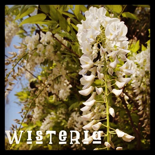 Garden Alphabet: Wisteria | A Gardener's Notebook #garden #photography