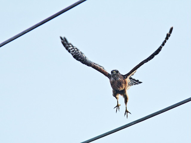 Red-shouldered hawk takes flight 20150803
